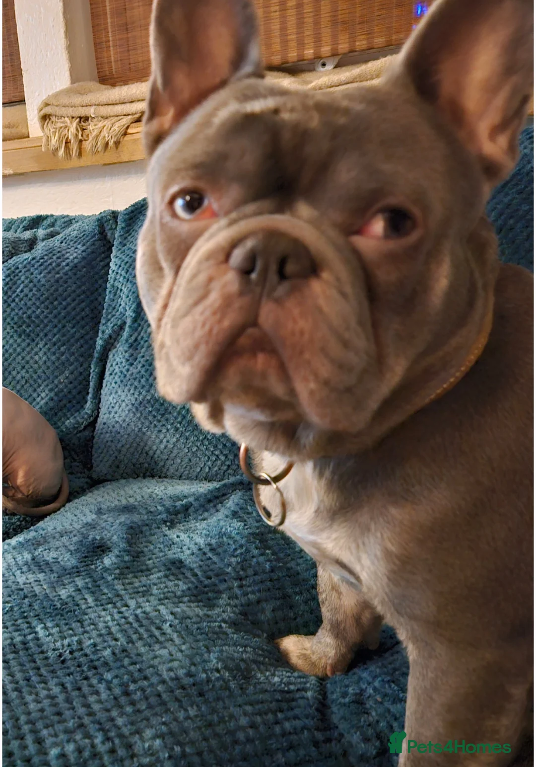 French Bulldog dogs for sale: 2 boys for sale - Advert 6