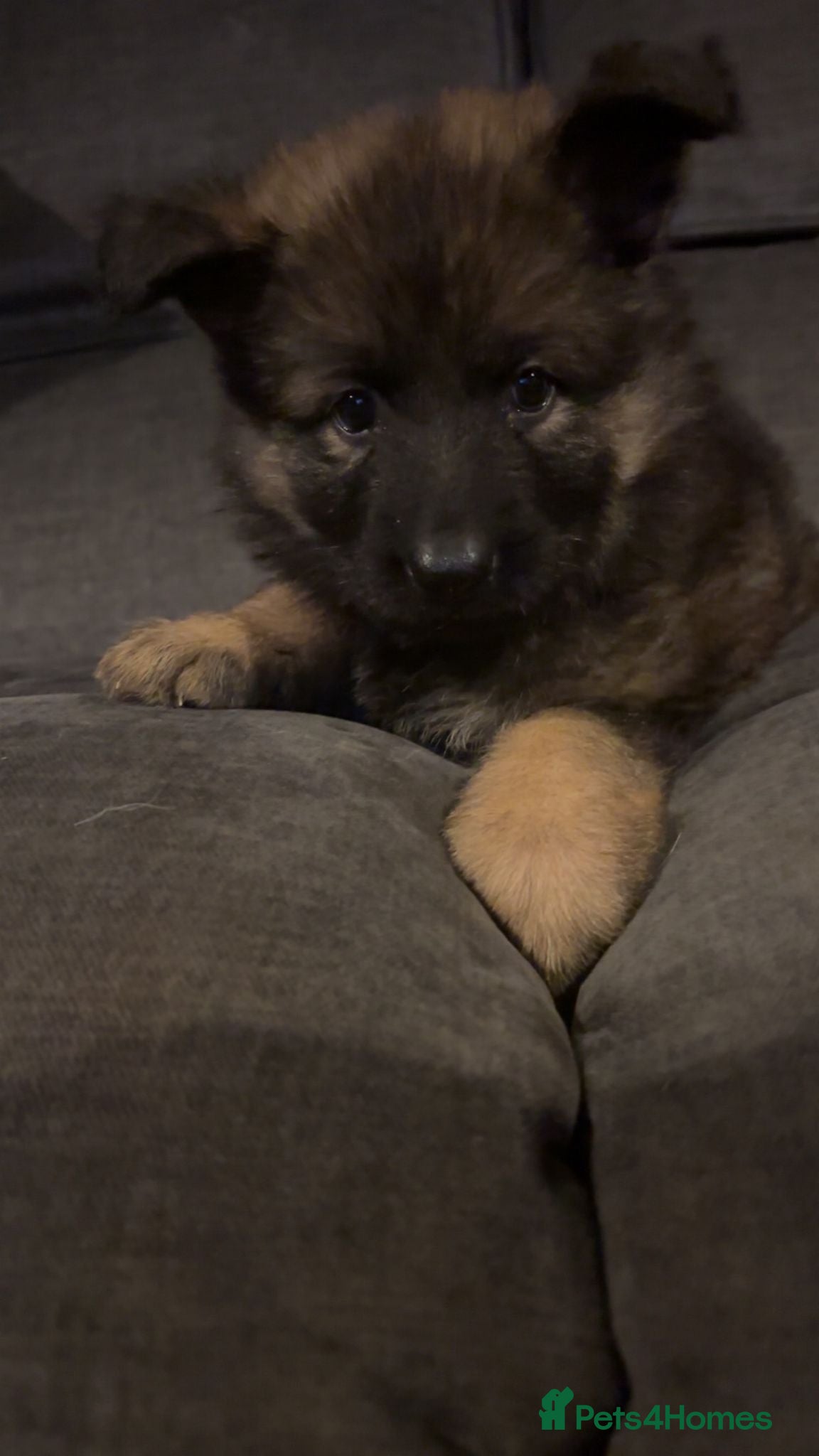 German Shepherd dogs German shepherd female only - Advert 1