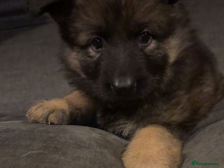 German Shepherd dogs German shepherd female only - Advert 4