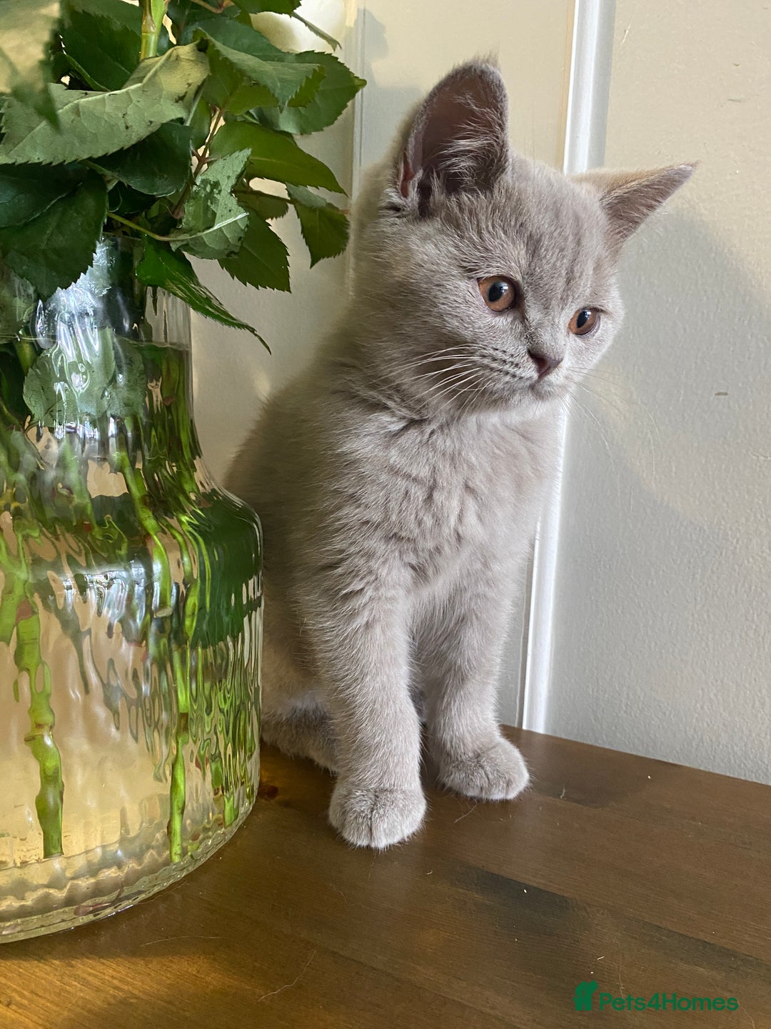 British Shorthair cats for sale: 🐾 TOP QUALLITY LILAC BSH reg GCCF purebred 🐾 - Image 11