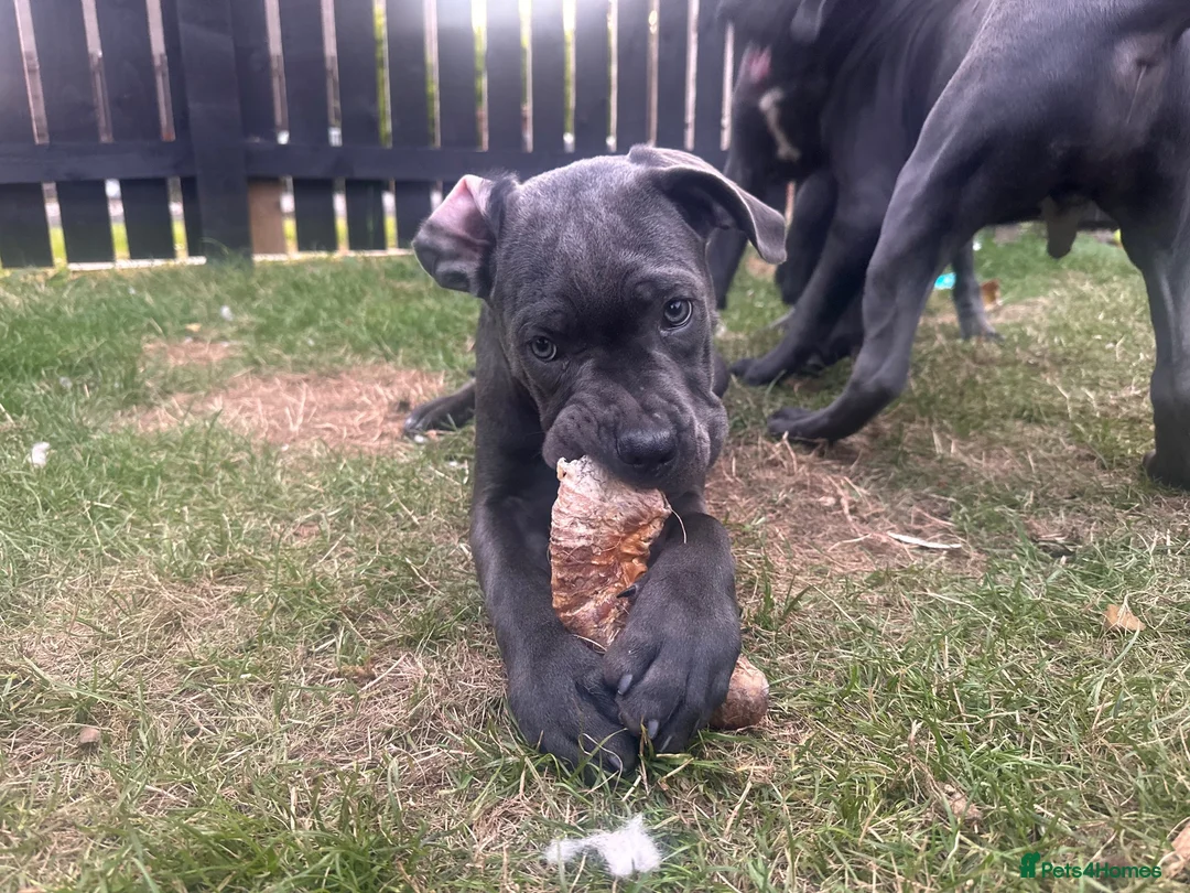 Cane Corso dogs for sale: Lilith and Bagheera looking for forever home  - Advert 1