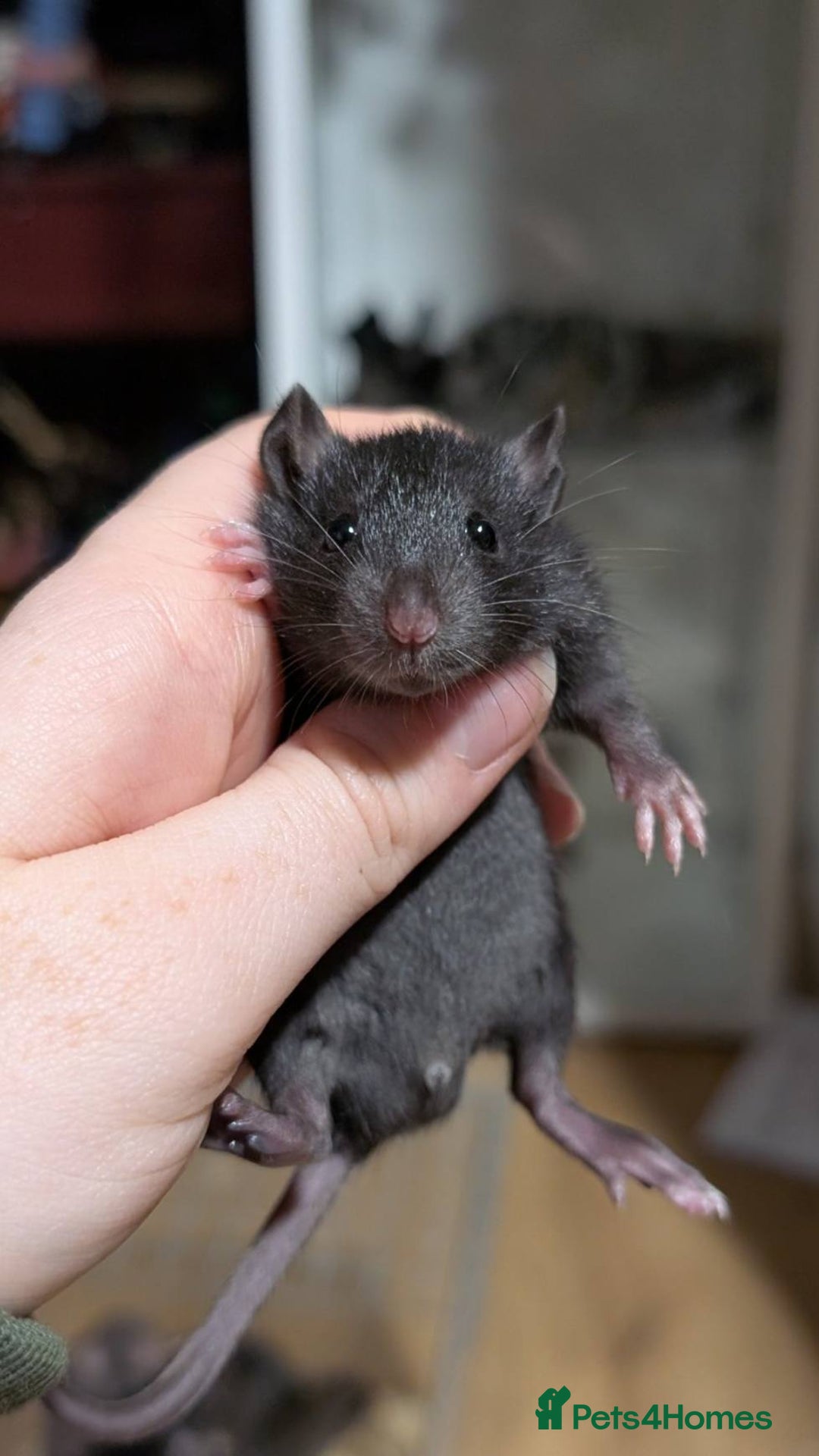 Rat rodents for sale: Baby male and female rats - Advert 5