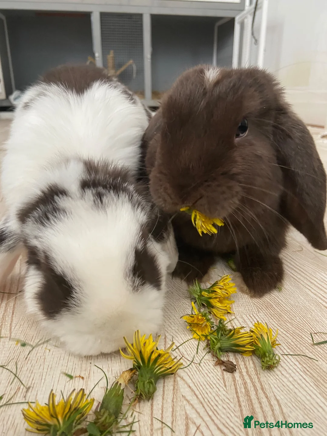 Mini Lop rabbits for sale: Coco and Lola twin bunnies in Ashby-de-la-Zouch - Advert 2