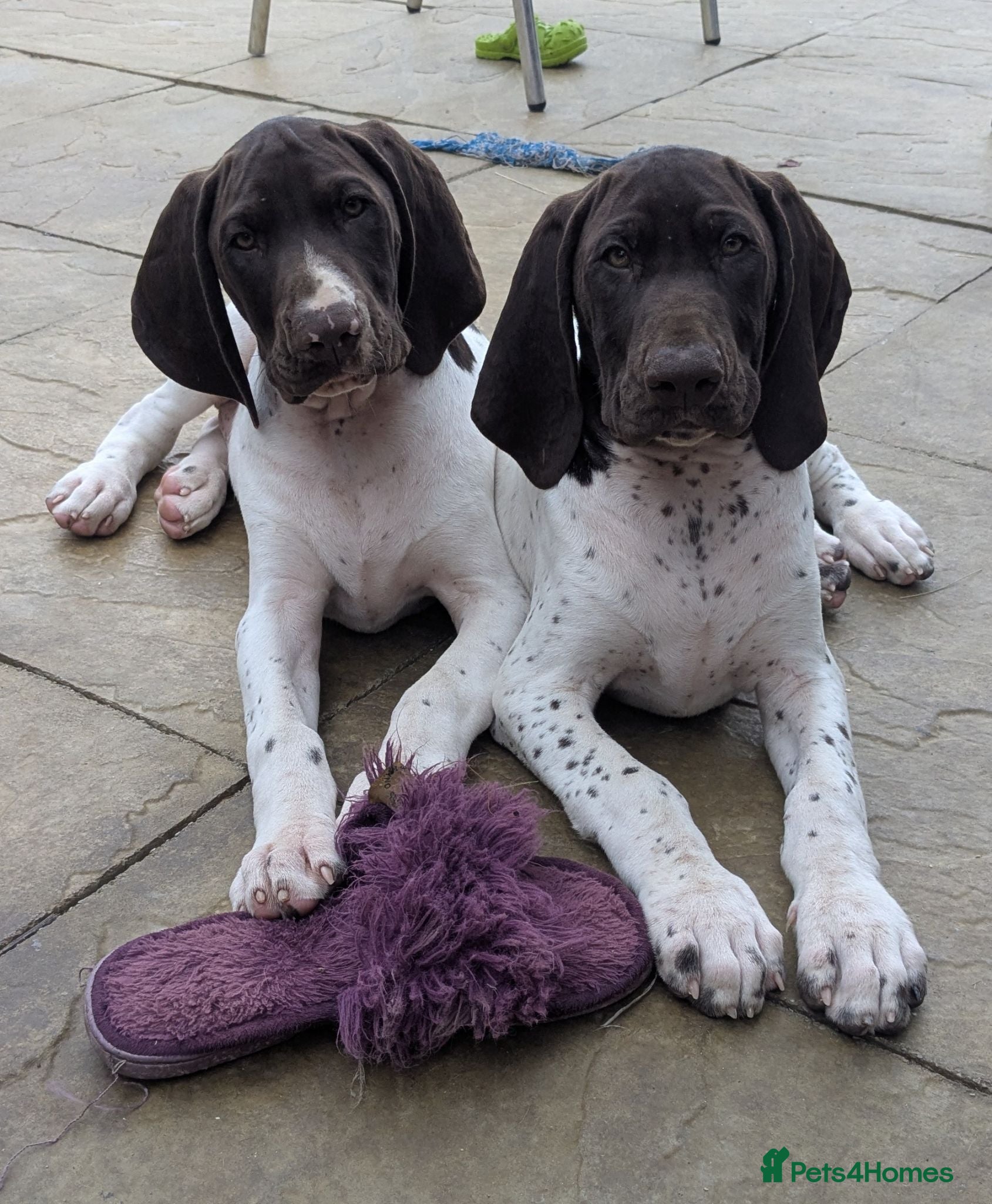 German Shorthaired Pointer dogs Beautiful German short haired pointer puppy's  - Advert 19
