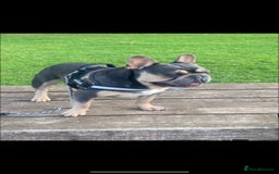 French Bulldog dogs for sale: Meet Your New Best Friend - French Bulldog Puppy - Image 8