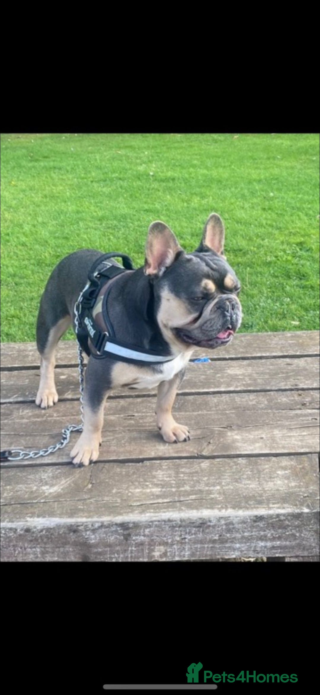 French Bulldog dogs for sale: Meet Your New Best Friend - French Bulldog Puppy - Image 8