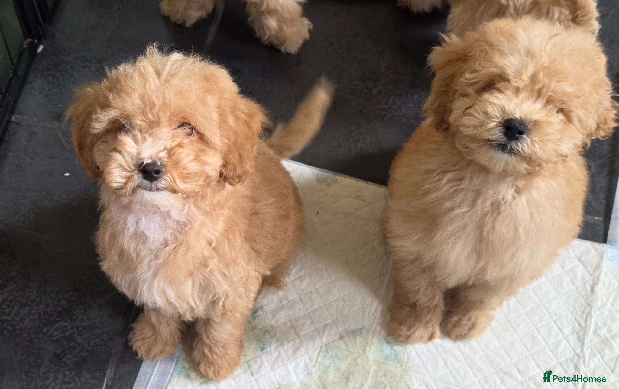 Poochon dogs for sale: Boys 850 , Girls 1050  - Advert 2