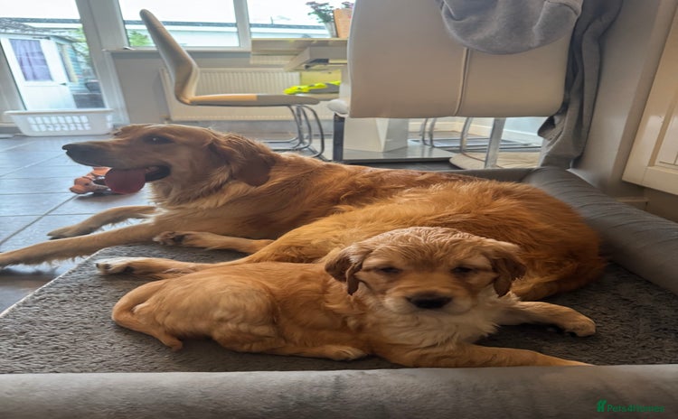 Golden Retriever dogs - Advert 15