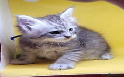 Maine Coon cats for sale: Ready Now Maine Coon kittens - Image 19