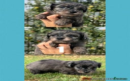 Mixed Breed dogs for sale: Gorgeous fluffy Yorkiepoos - Image 3