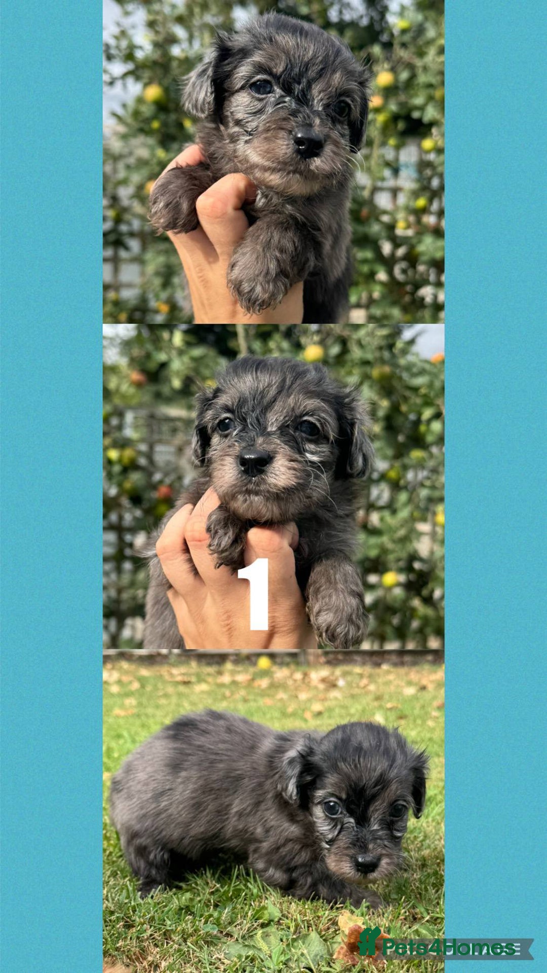 Mixed Breed dogs for sale: Gorgeous fluffy Yorkiepoos - Image 3