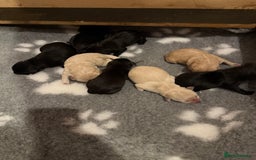 Labrador Retriever dogs for sale: Stunning KC registered fully health tested. - Image 4