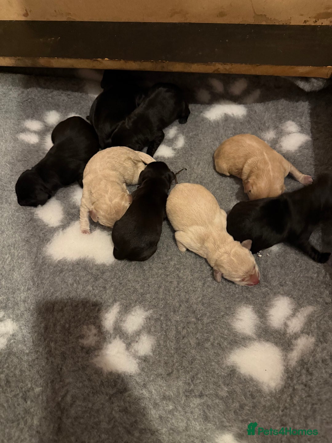 Labrador Retriever dogs for sale: Stunning KC registered fully health tested. - Image 4