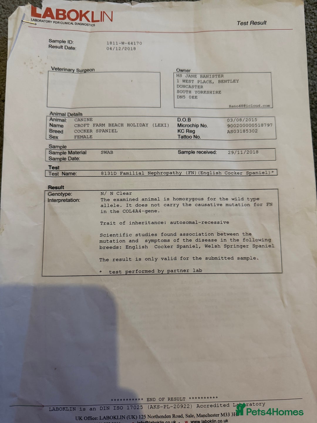 Cocker Spaniel dogs for sale: Showtype Cocker spaniel pups KC registered  - Advert 31