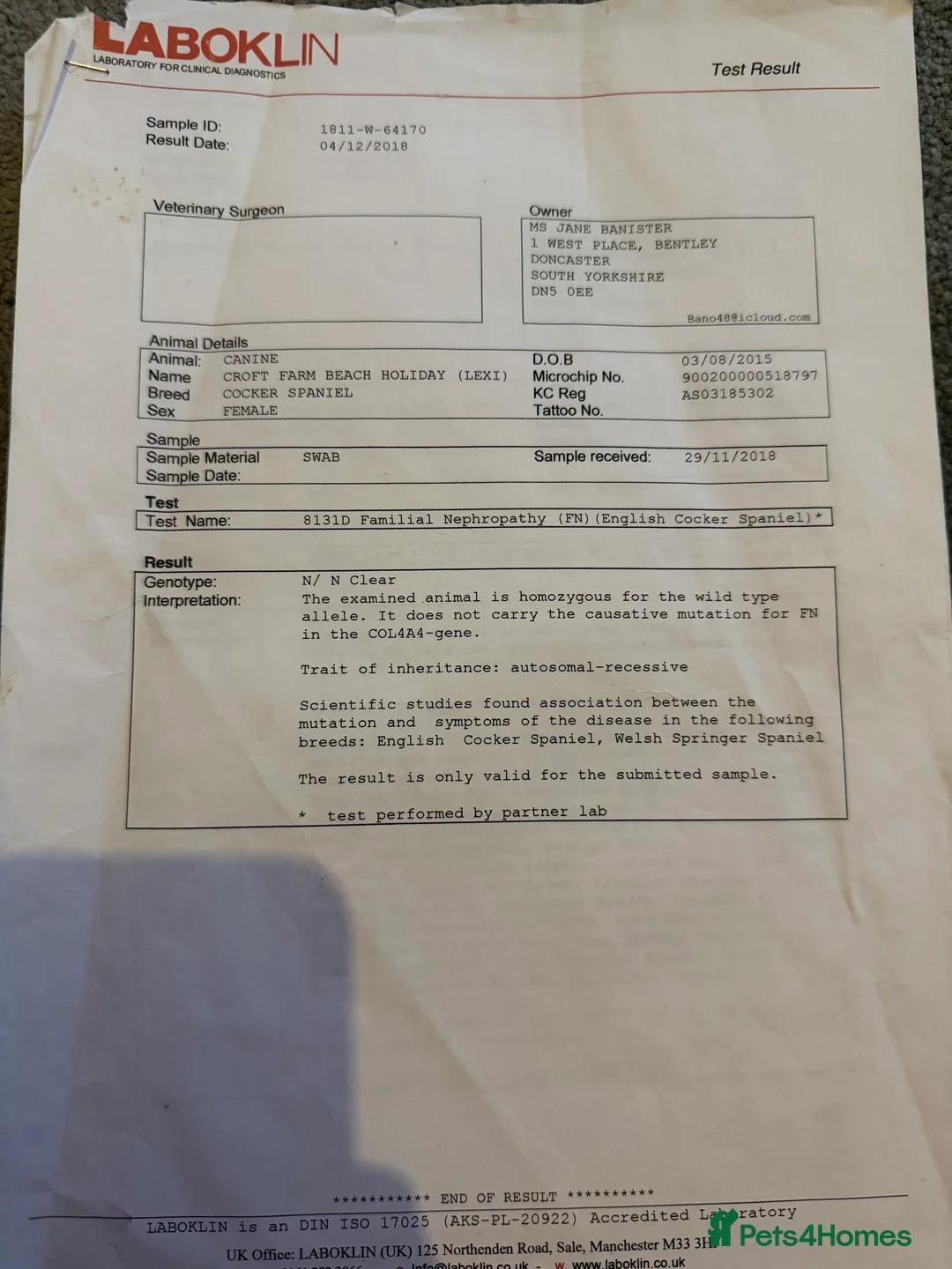 Cocker Spaniel dogs for sale: Showtype Cocker spaniel pups KC registered  - Advert 30