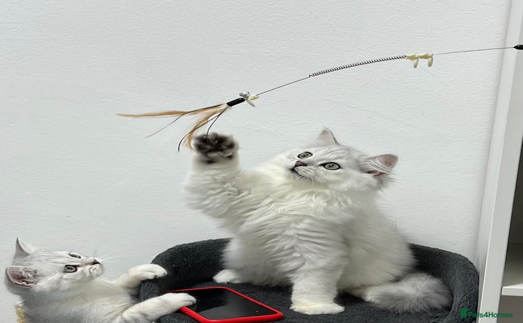 British Longhair cats - Advert 1