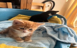Mixed Breed cats for sale: Two beautiful boy kittens for sale  - Image 2