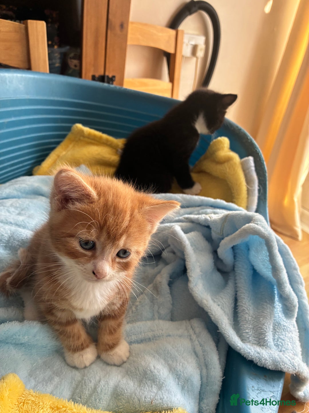 Mixed Breed cats for sale: Two beautiful boy kittens for sale  - Image 2