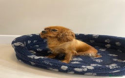 Cavalier King Charles Spaniel dogs for sale: Cavalier King Charles  - Image 10