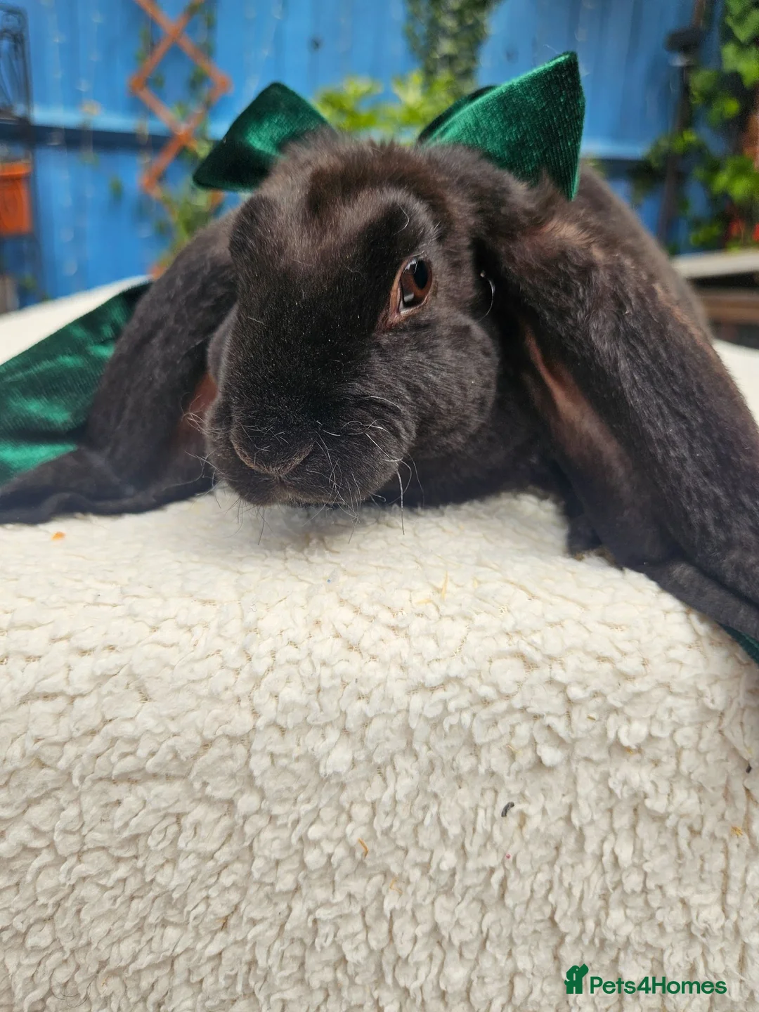 Rex rabbits for sale: Luxury Velveteen Lops  - Advert 2