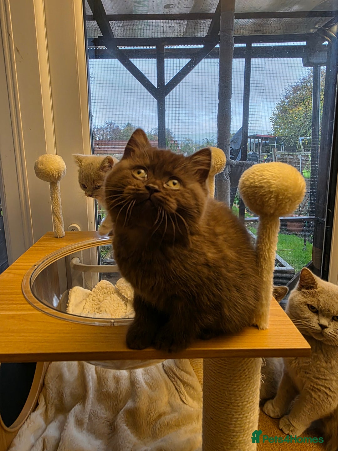 British Shorthair cats for sale: Lilac boy available GCCF and TICA registered  - Advert 5