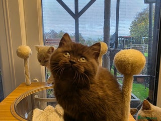 British Shorthair cats Chocolate girls British shorthair TICA registered - Advert 8