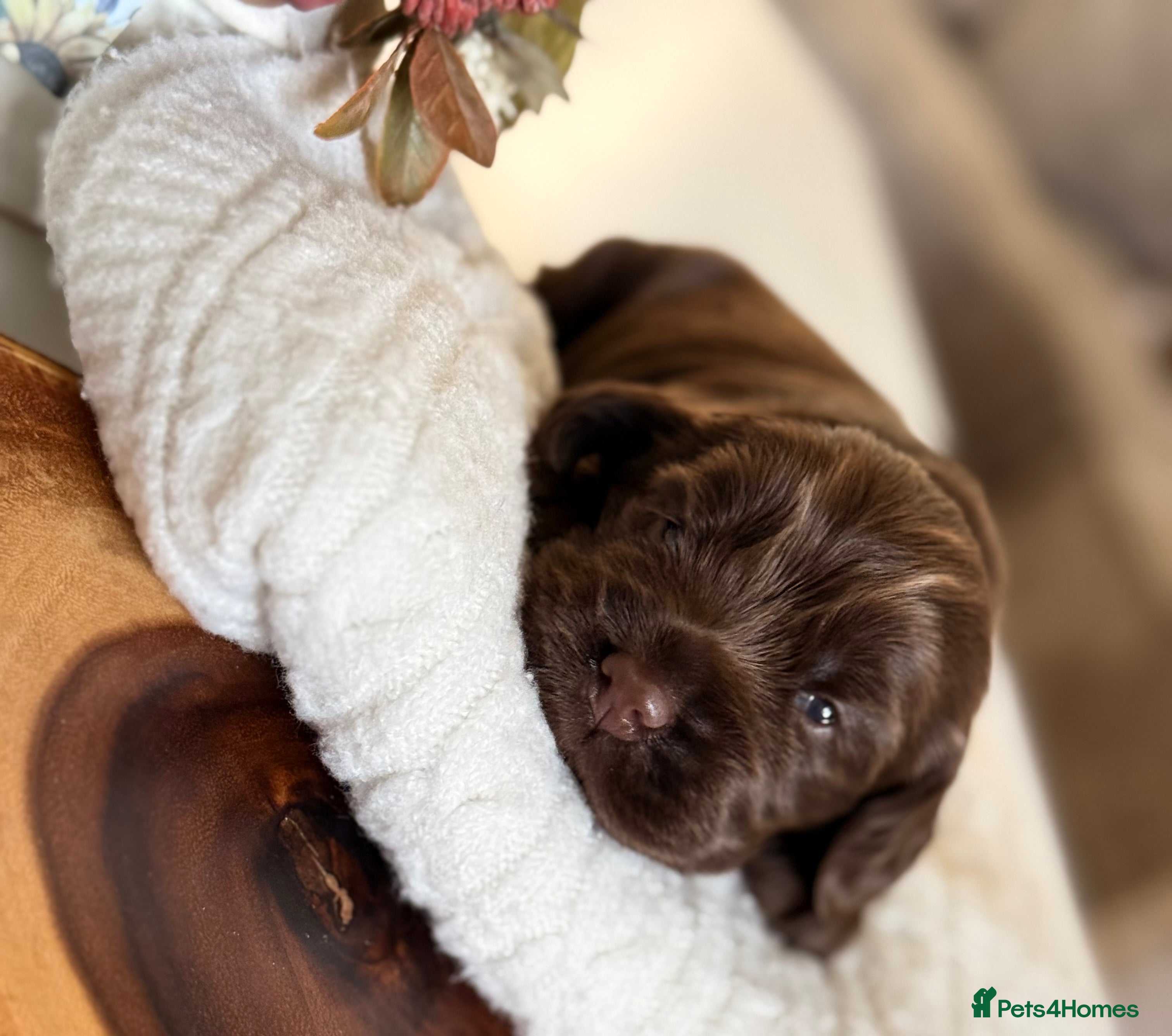 Cocker Spaniel dogs Show cocker spaniels  - Advert 16