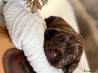 Cocker Spaniel dogs Show cocker spaniels - Advert 2