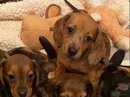 Miniature Dachshund dogs miniature Dachshund puppies - Advert 5
