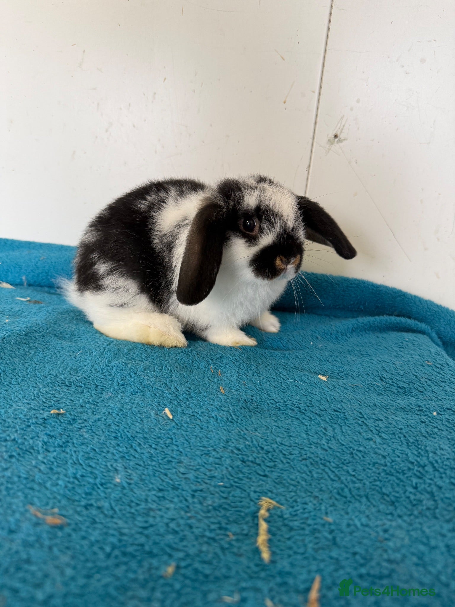 Mini Lop rabbits Ready to leave - pure mini lop baby rabbits  - Advert 4