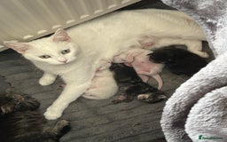 Turkish Angora cats for sale: Turkish angora  - Image 3