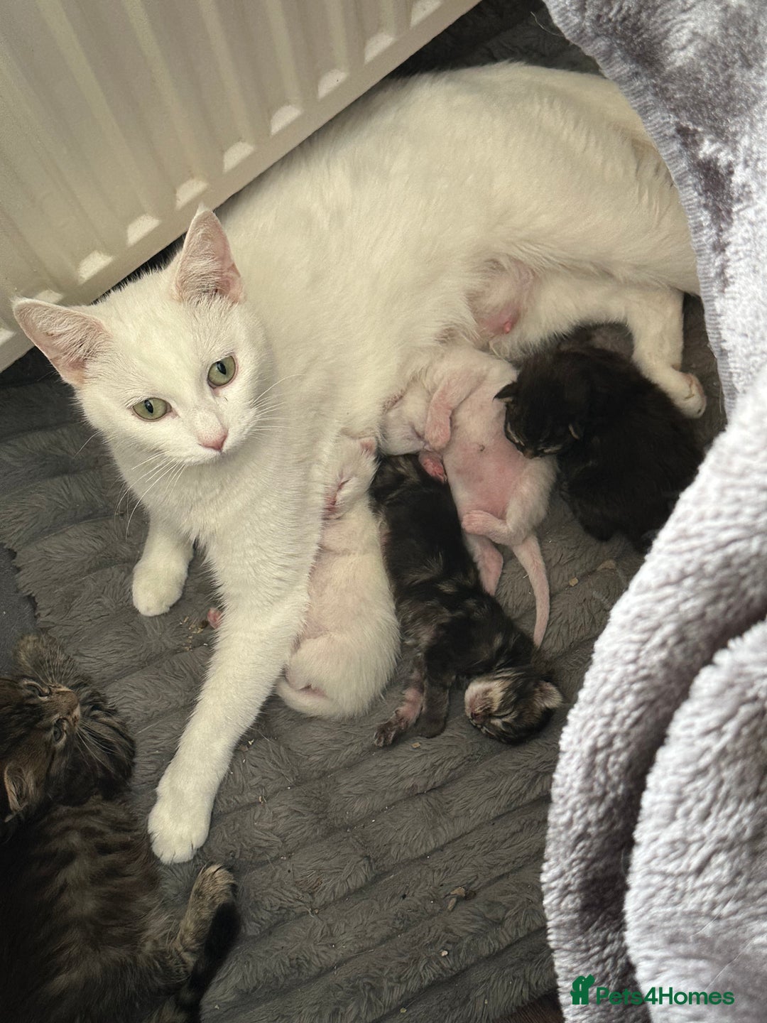 Turkish Angora cats for sale: Turkish angora  - Image 3
