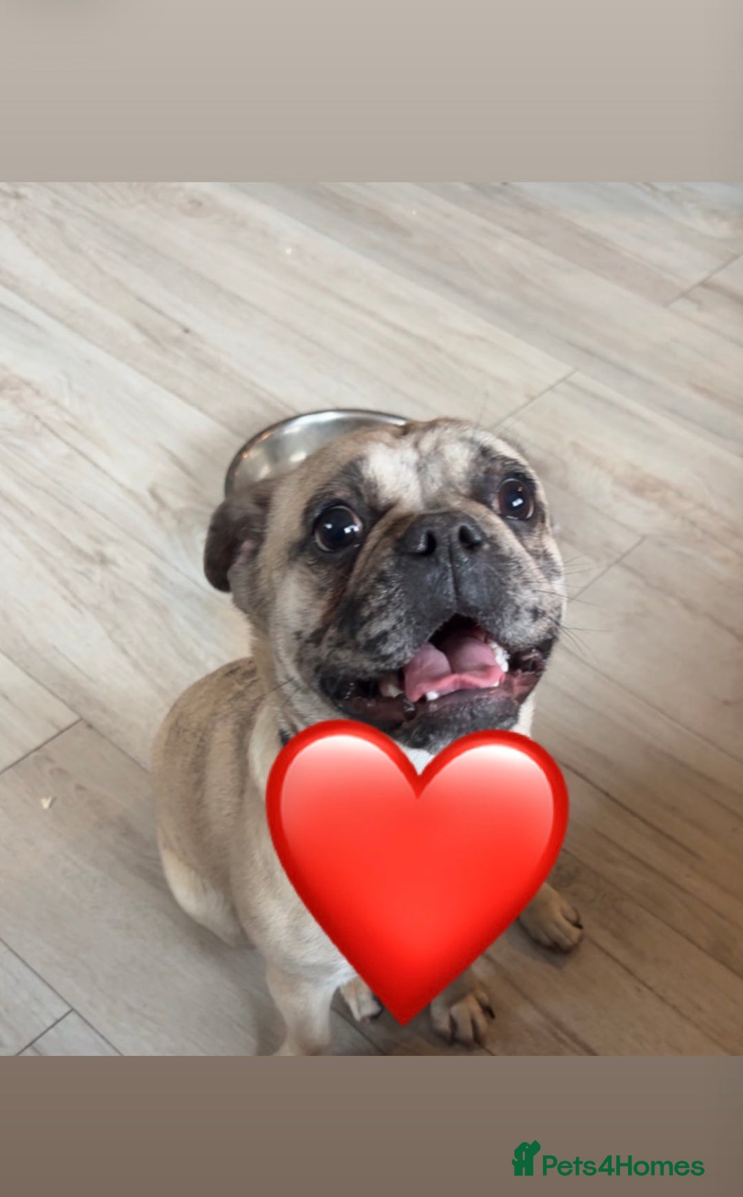 Frug dogs for sale: Frug Daisy  - Advert 1