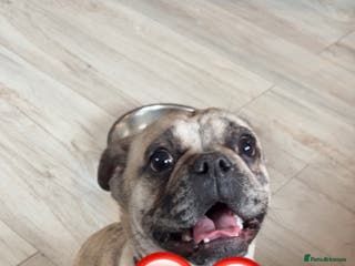 Frug dogs Frug Daisy - Advert 1