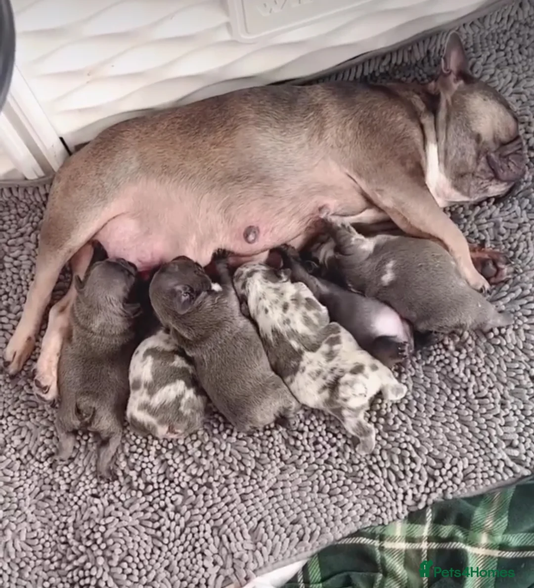 French Bulldog dogs for sale: Blue Merle Fluffy French Bulldog Puppies Ready Now in Bristol - Advert 1