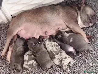 French Bulldog dogs Blue Merle Fluffy French Bulldog Puppies Ready Now - Advert 1