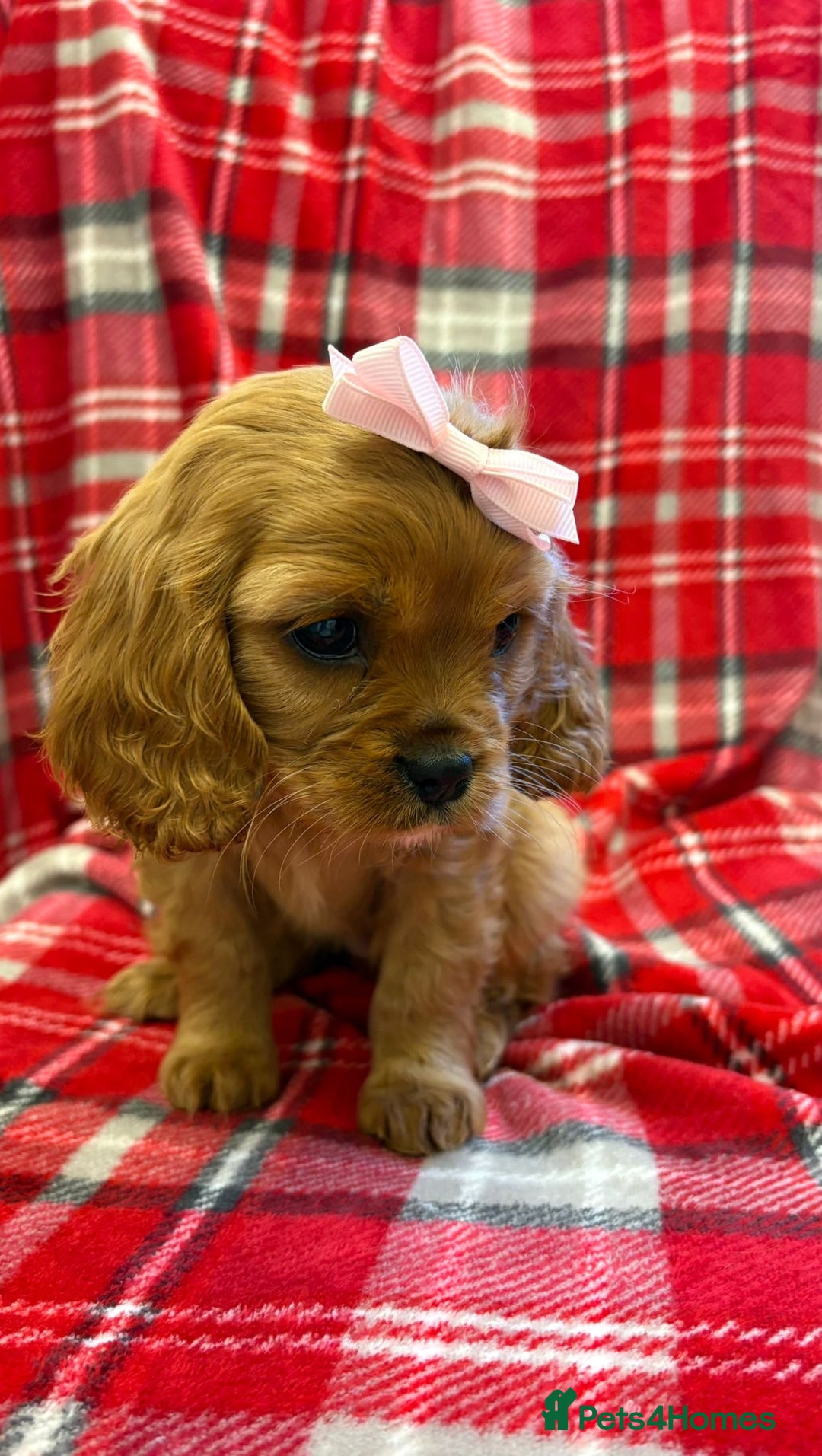 Cavalier King Charles Spaniel dogs for sale: Beautiful Cavalier King Charles babies ❤️ - Advert 22