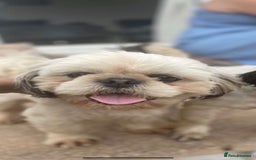 Shih Tzu dogs for stud: KC registered stud dog in Cullompton - Image 2