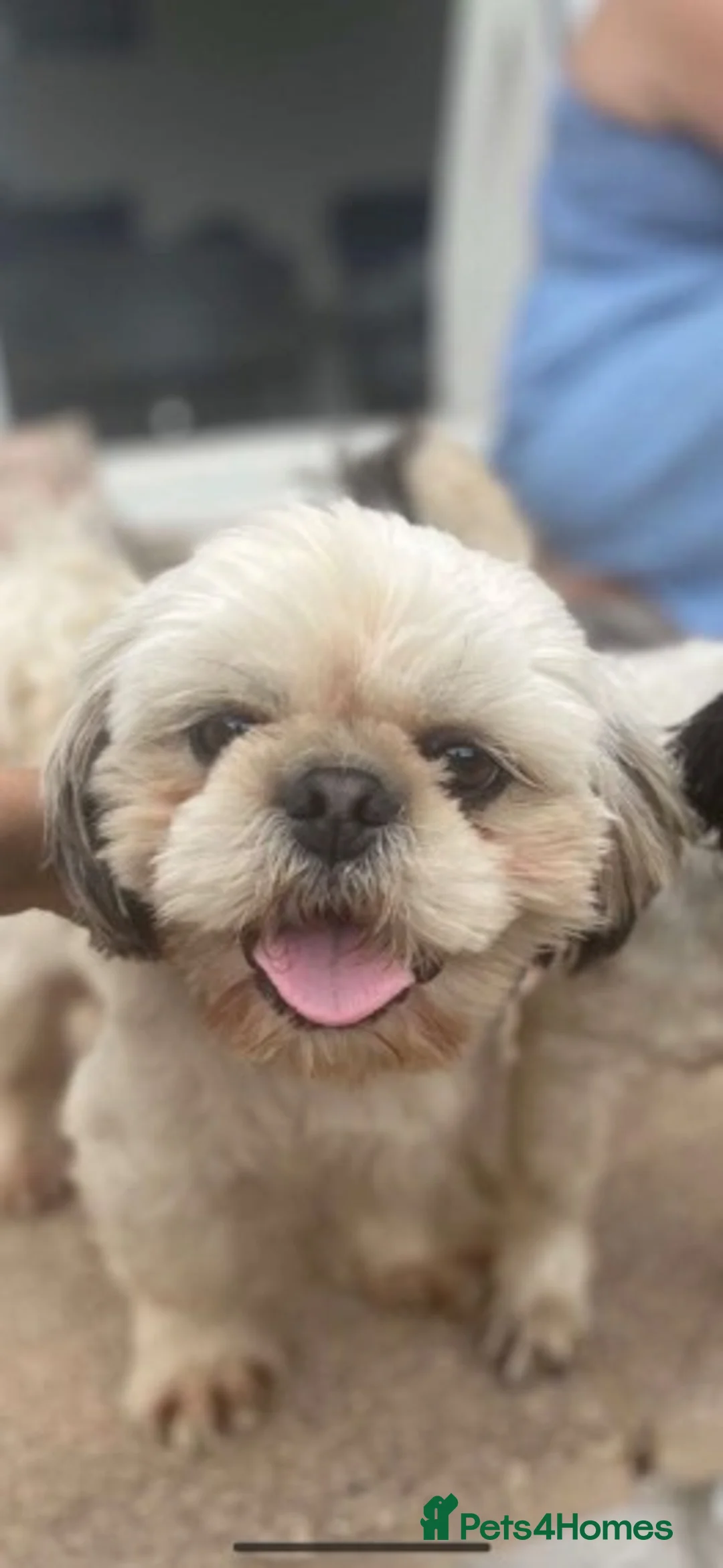 Shih Tzu dogs for stud: KC registered stud dog in Cullompton - Advert 2