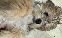 Yochon dogs for sale: Tilly  - Image 1