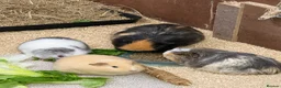 Guinea Pig rodents for sale: 4 Female Guinea Pigs For Adoption  - Advert 1