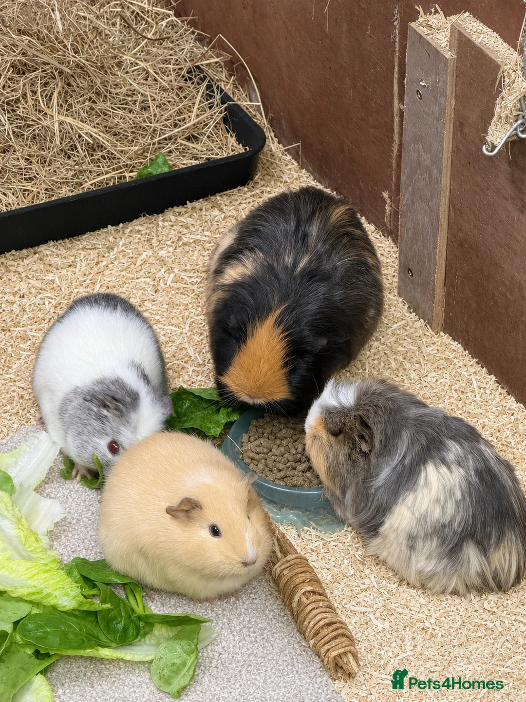 Guinea Pig rodents for sale: 4 Female Guinea Pigs For Adoption  - Advert 1