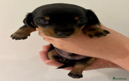 Miniature Dachshund dogs for sale: Miniature Dachshund Puppy Gorgeous Black & Tan Boy - Advert 1