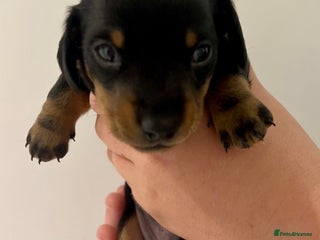 Miniature Dachshund dogs for sale: Miniature Dachshund Puppy Gorgeous Black & Tan Boy - Advert 1