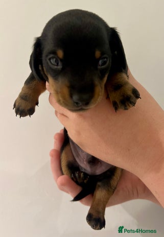 Miniature Dachshund dogs Miniature Dachshund Puppy Gorgeous Black & Tan Boy - Advert 2