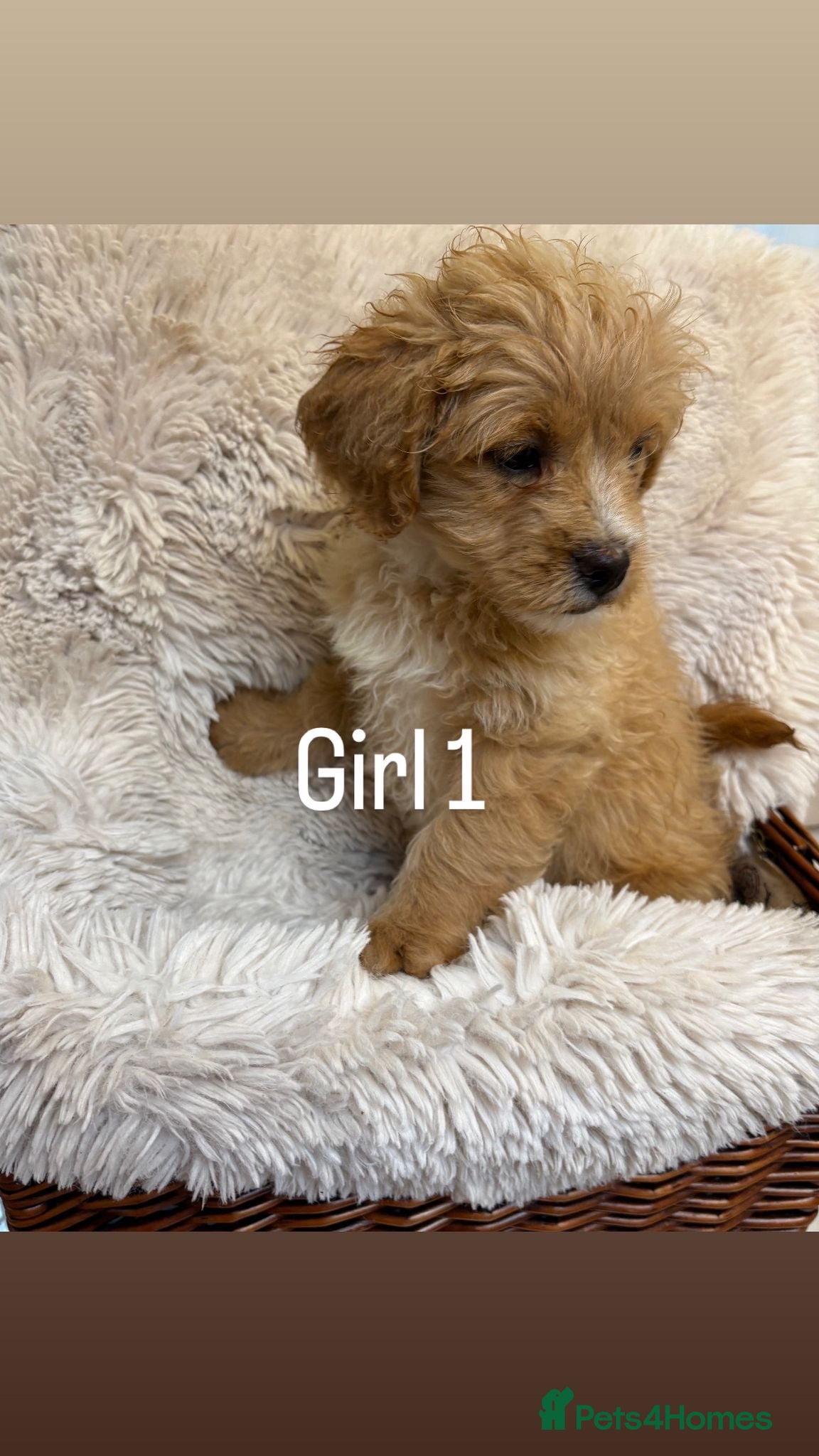 Mixed Breed dogs for sale: LAST 3 PUPS! Fluffy frenchies cross ready to leave - Advert 4