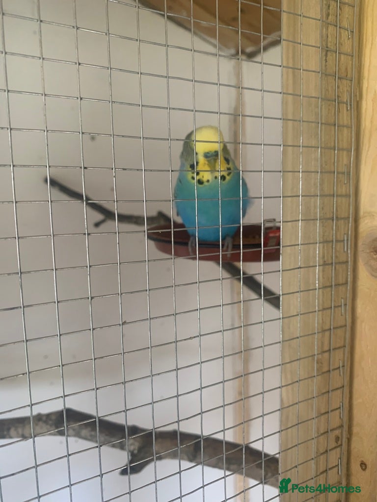 Budgerigars birds Young proven breeding pair  - Advert 10