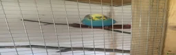 Budgerigars birds for sale: Young proven breeding pair  - Advert 1