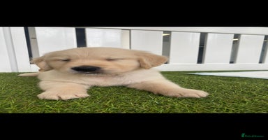 Golden Retriever dogs - Advert 4