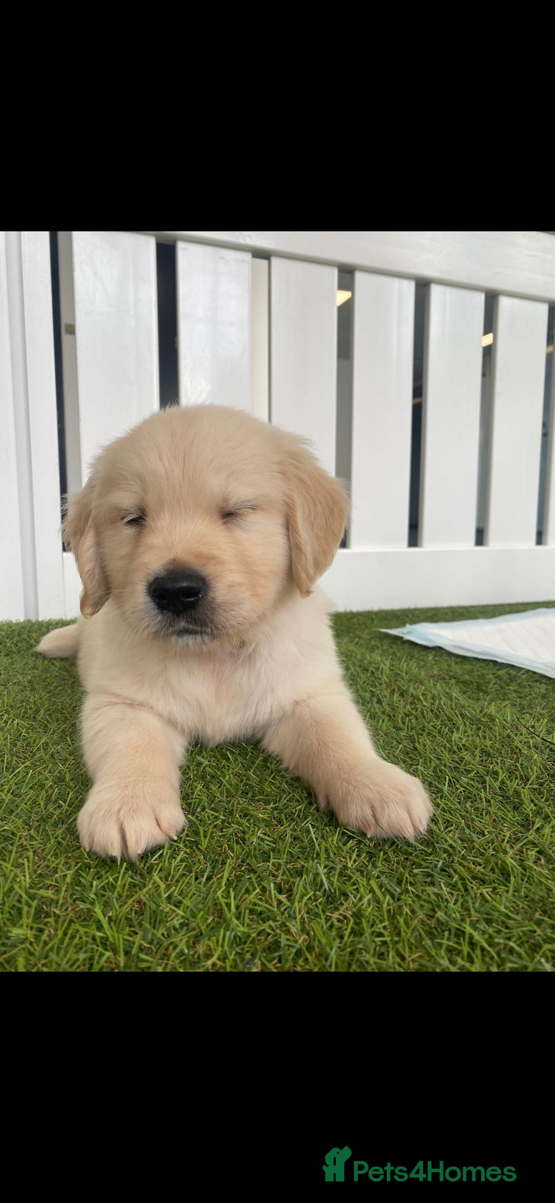 Golden Retriever dogs for sale: Beautiful Golden Retriever Puppies - Image 4